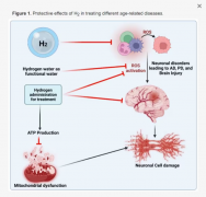 富氢水、氢气在抗衰老，老年病方面有一