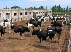 氢力泉引领畜牧业新篇章：氢气畜牧业养