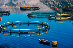 氢力泉引领潮流，氢气与鱼类养殖共绘生态新篇章