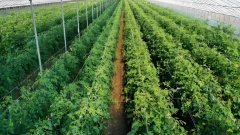 氢气与农业种植：氢力泉品牌引领绿色农业新革命，守护美好环境
