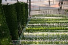 农业氢气种植现状解析：氢力泉品牌引领行业新趋势