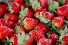 富氢水对提高温室高架基质栽培草莓品质及抗逆性的效果