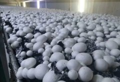 富氢水浸泡联合聚乙烯纳米包装对双孢蘑菇采后贮藏品质和抗氧化能力的影响