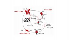 氢气通过提高PGC-1α的表达保护线粒体功能改善心肌缺血再灌注损伤