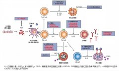 基于肠-肺轴探讨富氢水缓解哮喘气道炎症的作用和机制