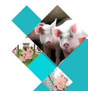 氢气：守护猪肉安全的神奇分子
