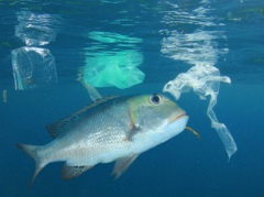 氢气在水产业的运用—以鱼、虾为例