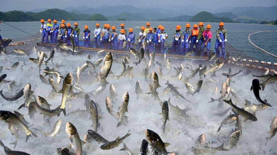 氢水养殖