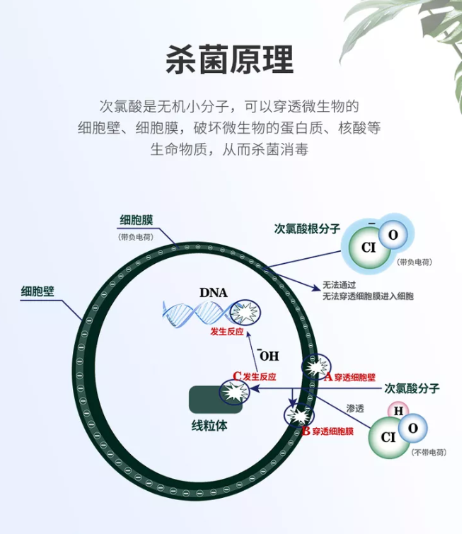 百篇科普系列（2）| 次氯酸具备哪些功能？