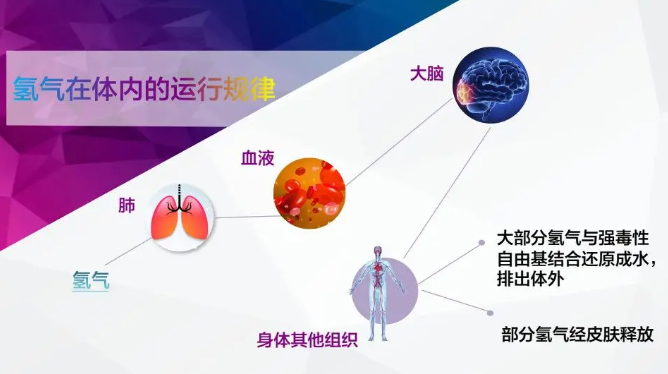 名古屋大学：饮用氢水后，呼出氢气浓度与健康有关