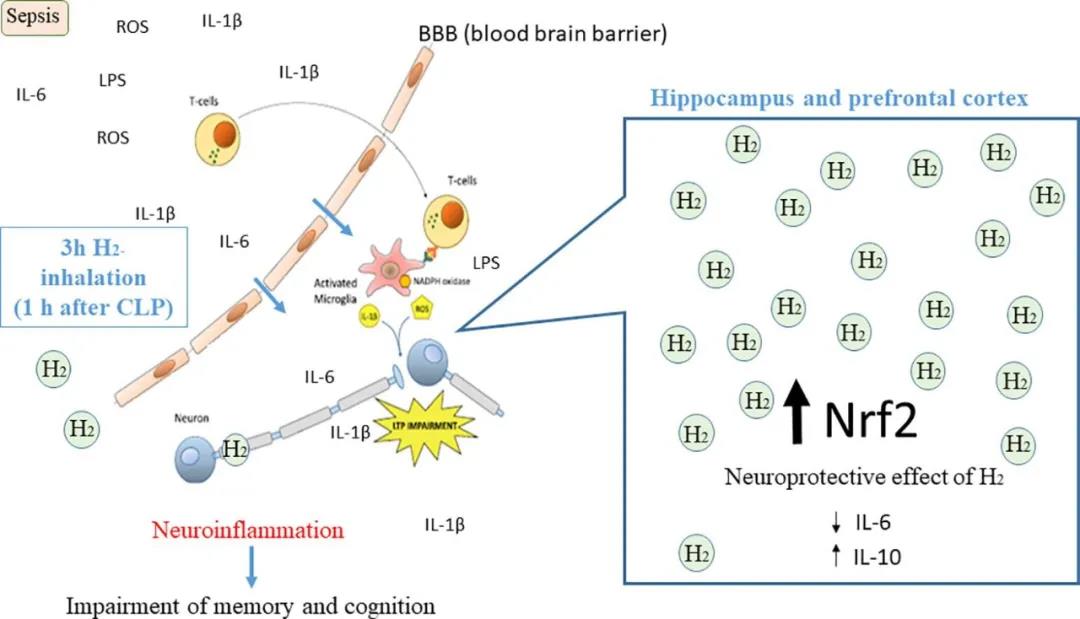 吸氢对脓毒症脑损伤的改善作用［巴西］