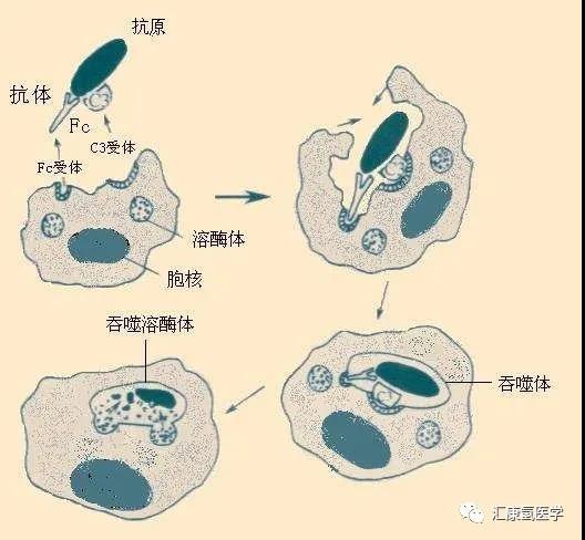 【康教授随笔】敌友难辨的身体内环境，氢气大有可为！