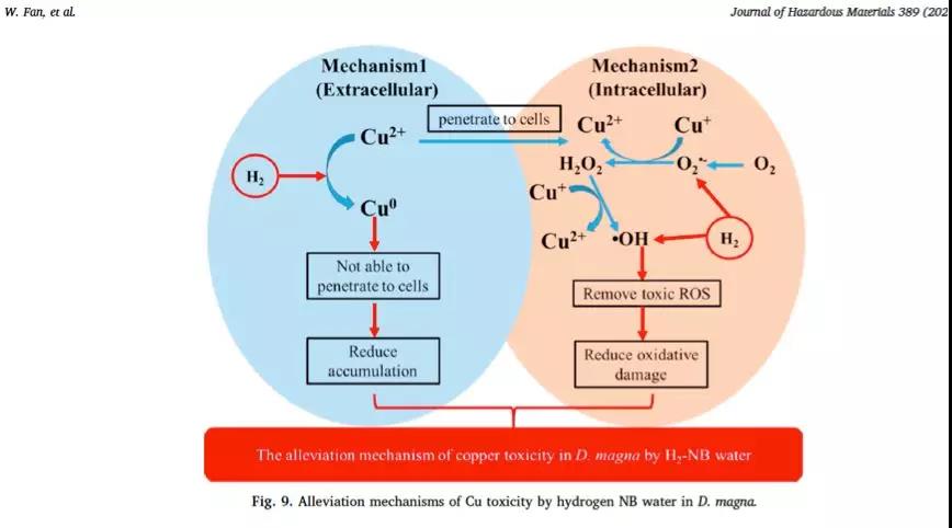 NB氢水对抗蚤铜毒性【新】