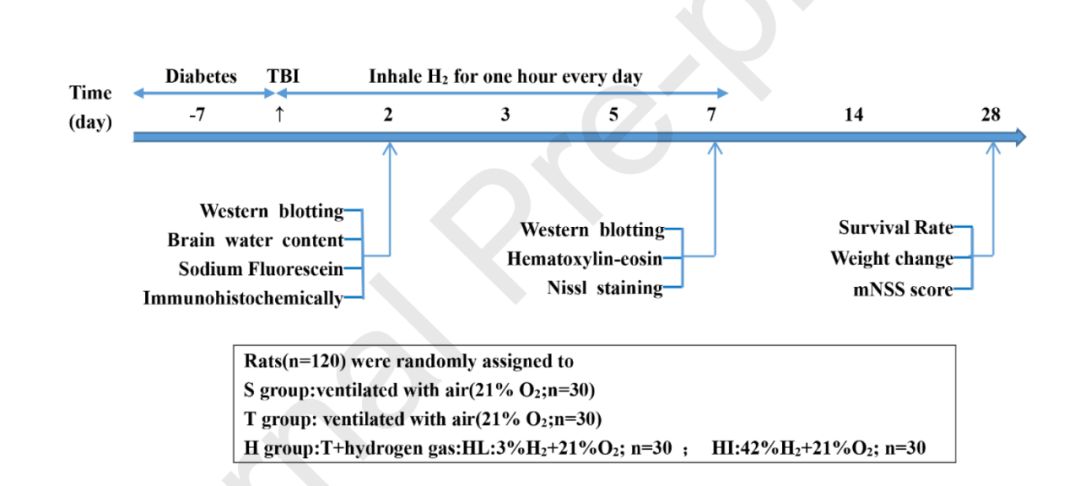 氢气对糖尿病脑外伤改善的研究