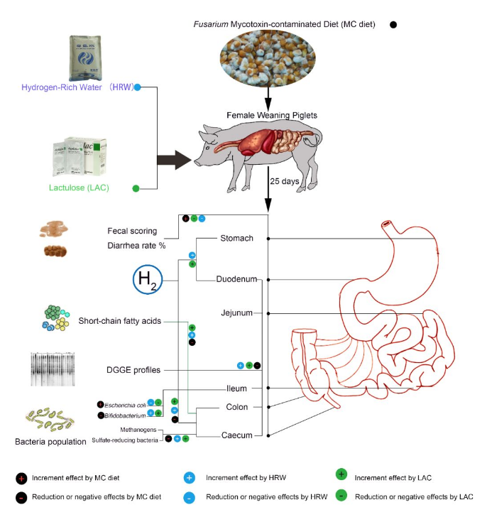 氢水养猪好，肠道菌群立新功！