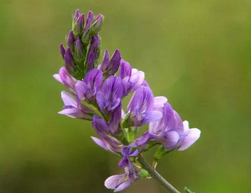 富氢水减轻紫花苜蓿中镉的毒性