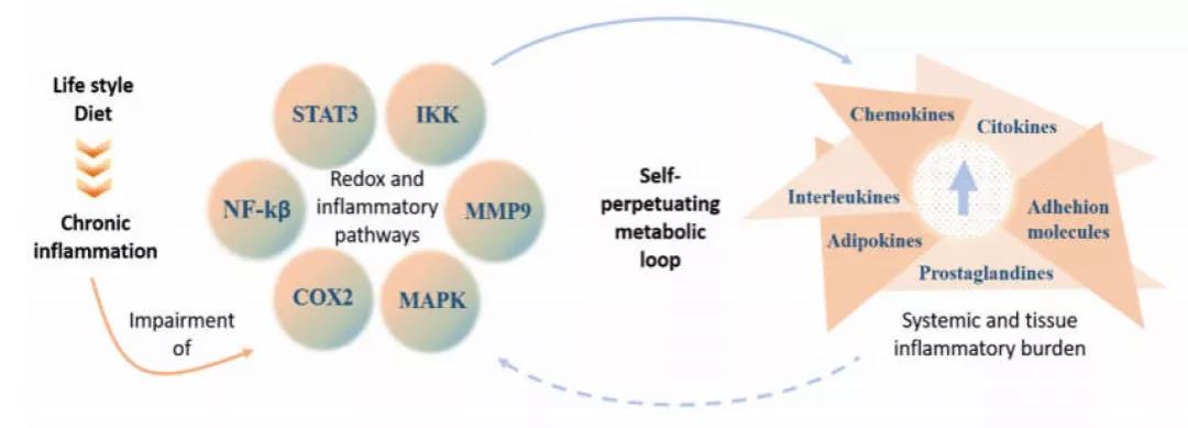 慢性炎症：万病之源