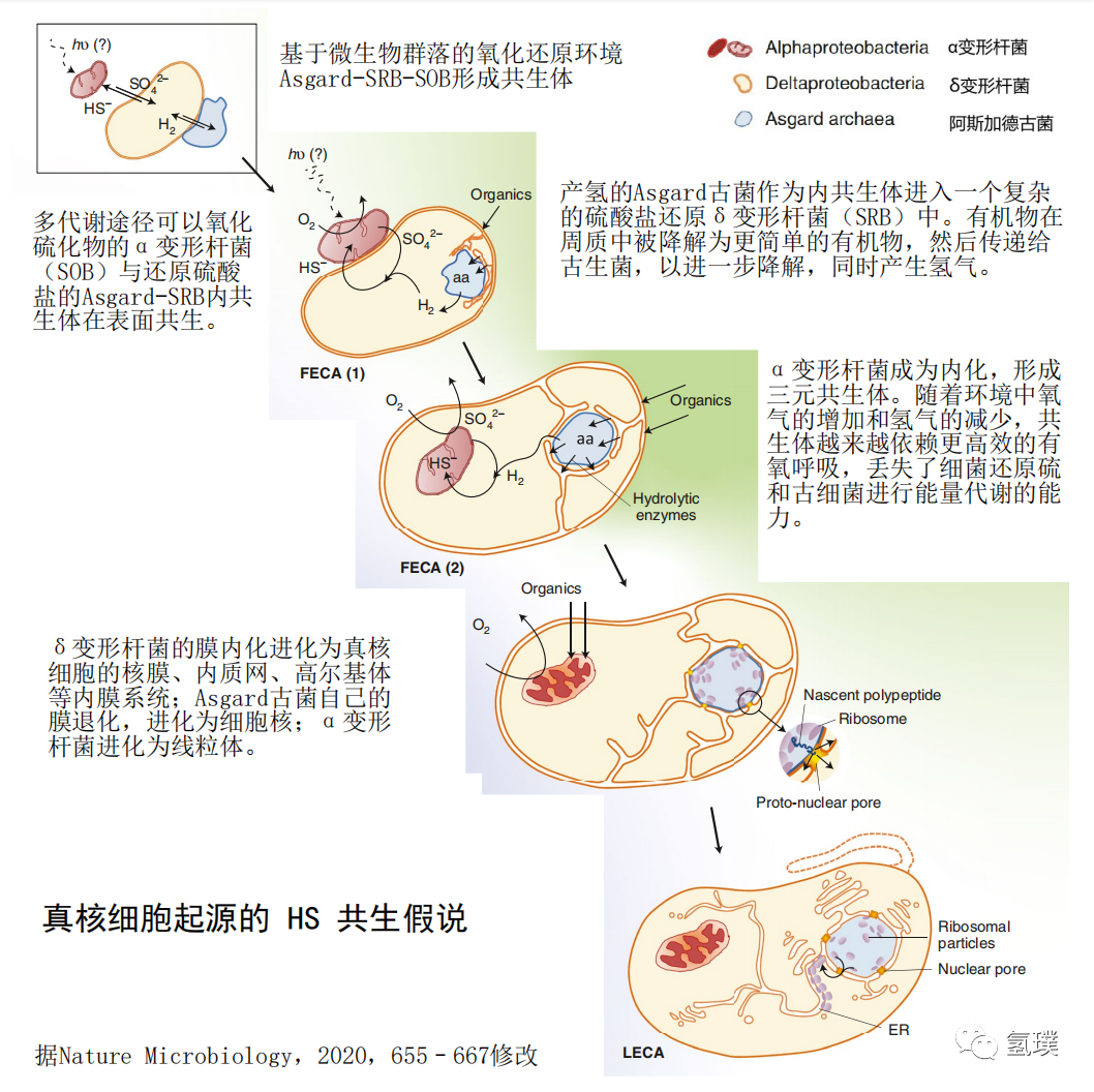 马雪梅教授谈氢气生物学机理（3）：氢气是推动真核生物进化的关键