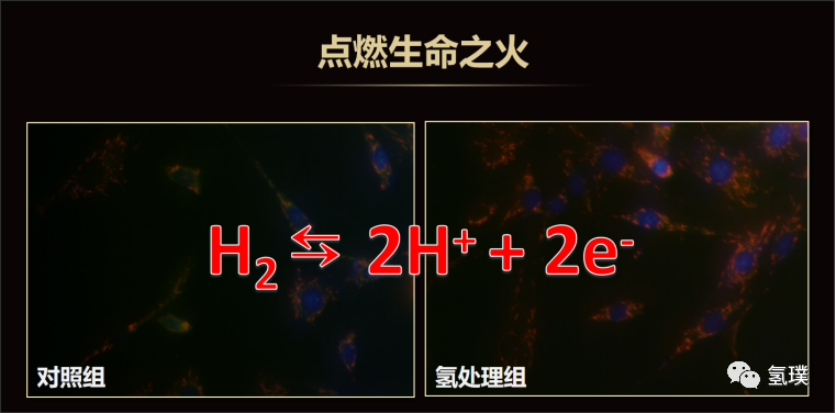 马雪梅教授谈氢生物学（2）：机理研究探索