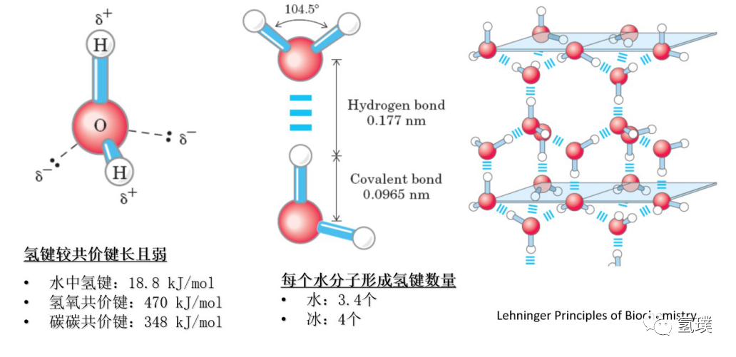 马雪梅教授谈氢气生物学机理（1）：生命中的氢元素