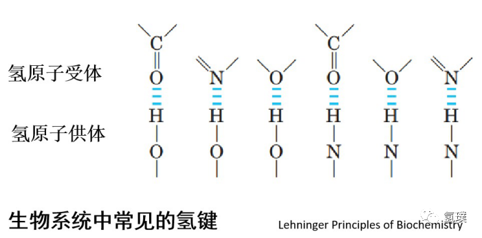 马雪梅教授谈氢气生物学机理（1）：生命中的氢元素