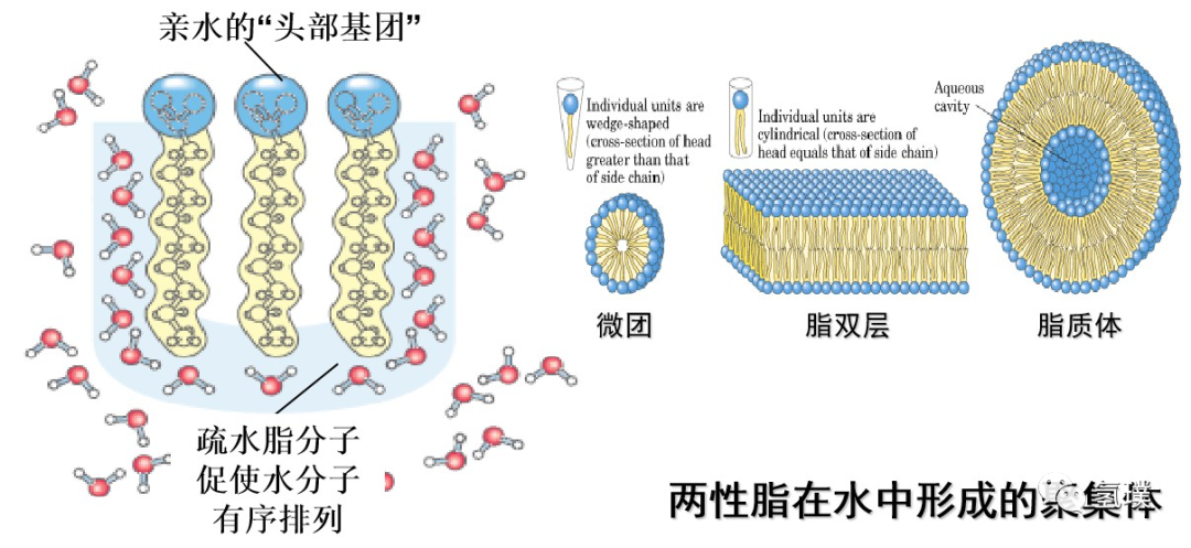 马雪梅教授谈氢气生物学机理（1）：生命中的氢元素