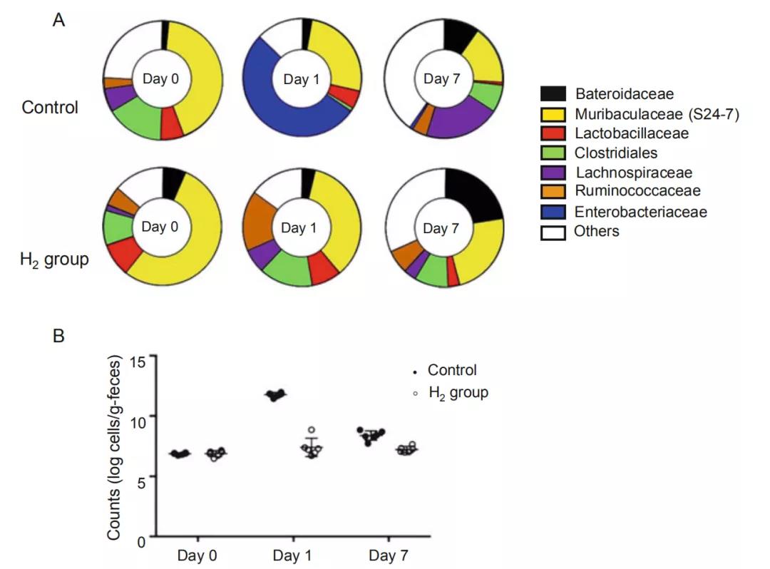 氢气效应机制（3）肠道菌群