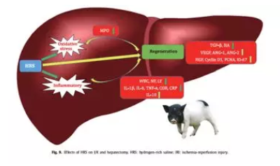 东北农大发现氢水保护猪肝损伤