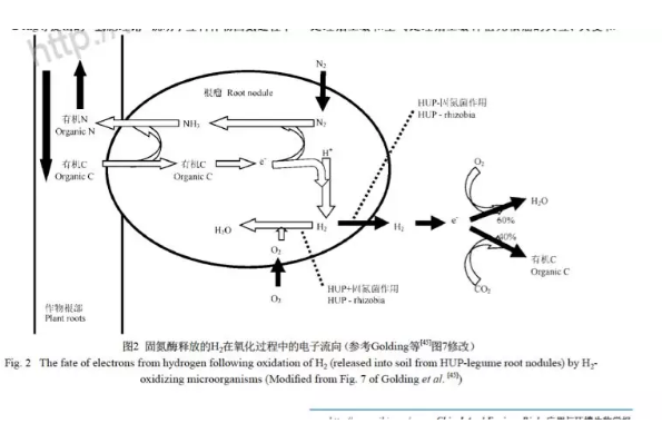 “氢气肥料”什么意思？