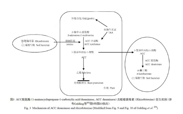 “氢气肥料”什么意思？