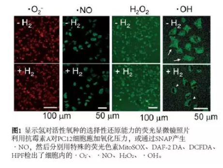 太田教授谈氢医学发现历史（1）