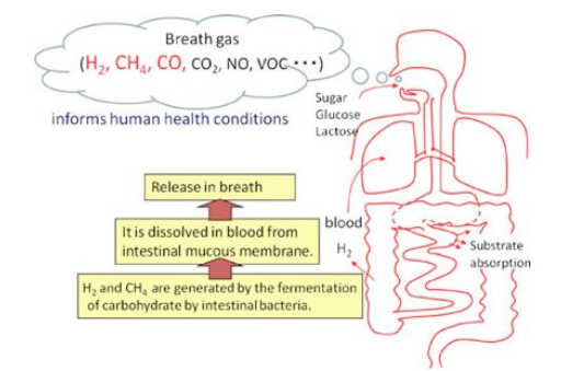 氢呼吸试验的临床意义（2）