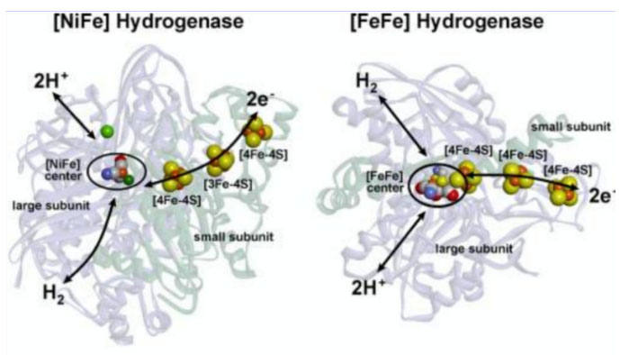 氢气生物学机理（4）：复合物 I 和氢化酶