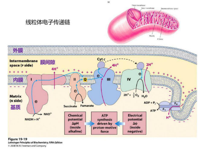 氢气生物学机理（4）：复合物 I 和氢化酶