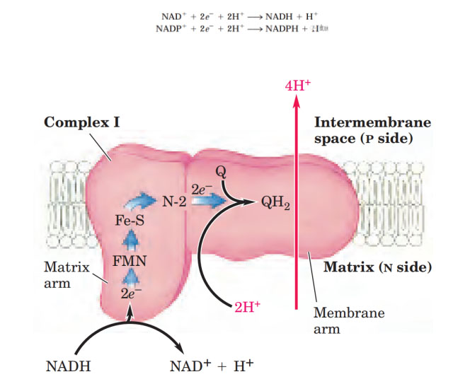 氢气生物学机理（4）：复合物 I 和氢化酶