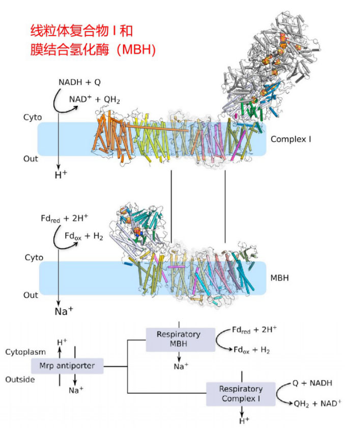 氢气生物学机理（4）：复合物 I 和氢化酶