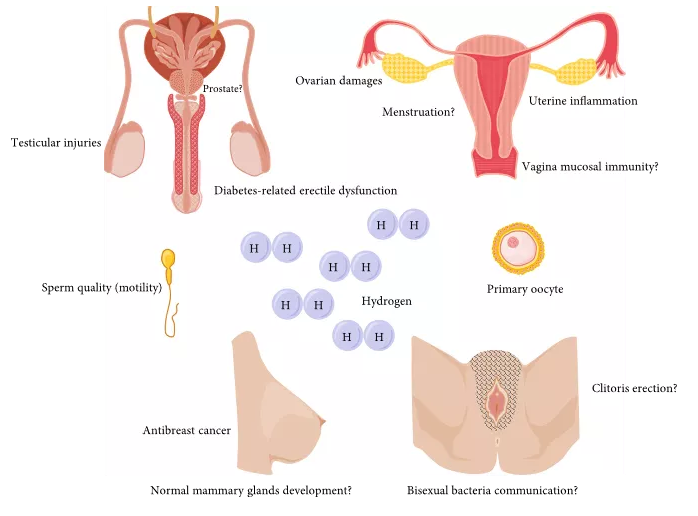氢气和性健康