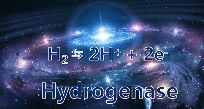 马雪梅教授：氢气生物学机理（3）氢化酶
