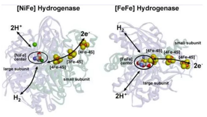 马雪梅教授：氢气生物学机理（3）氢化酶