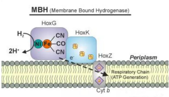 马雪梅教授：氢气生物学机理（3）氢化酶
