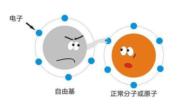 自由基在疾病发生中的重要作用