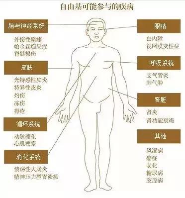 自由基在疾病发生中的重要作用