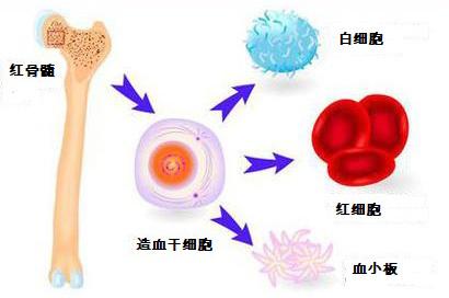 分子氢保护造血系统