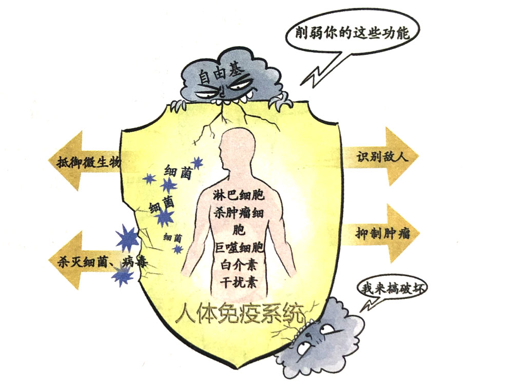 自由基与人体免疫的关系