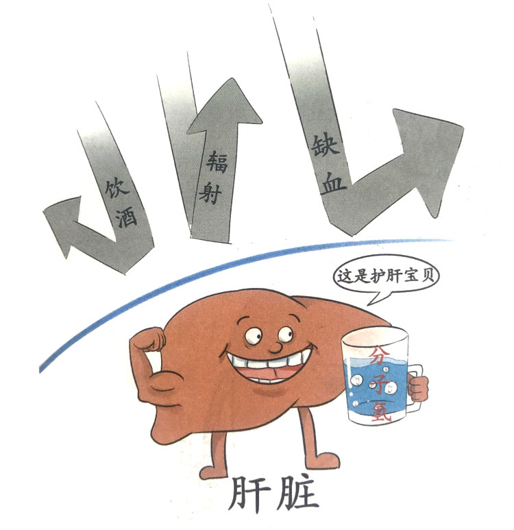 分子氢对毒性自由基所致肝脏损伤的防治效应