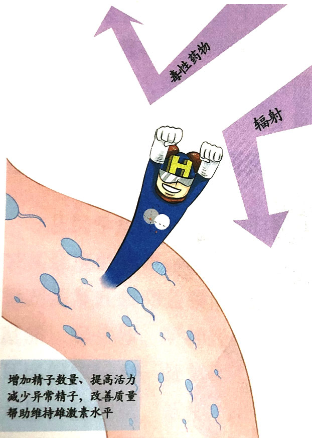 分子氢对生殖系统的保护作用