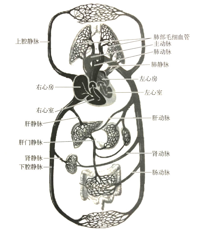 吸入时氢气在体内的运行规律