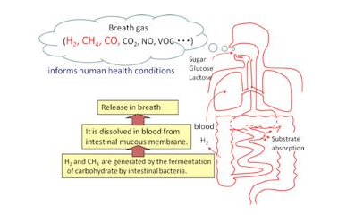 氢呼气试验应和氢气医学