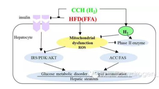 西安交大氢医学：刘健康等揭示氢化珊瑚钙防治脂肪肝的机制