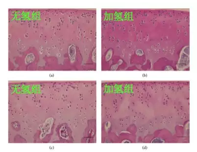 氢气保护软骨的存活和功能